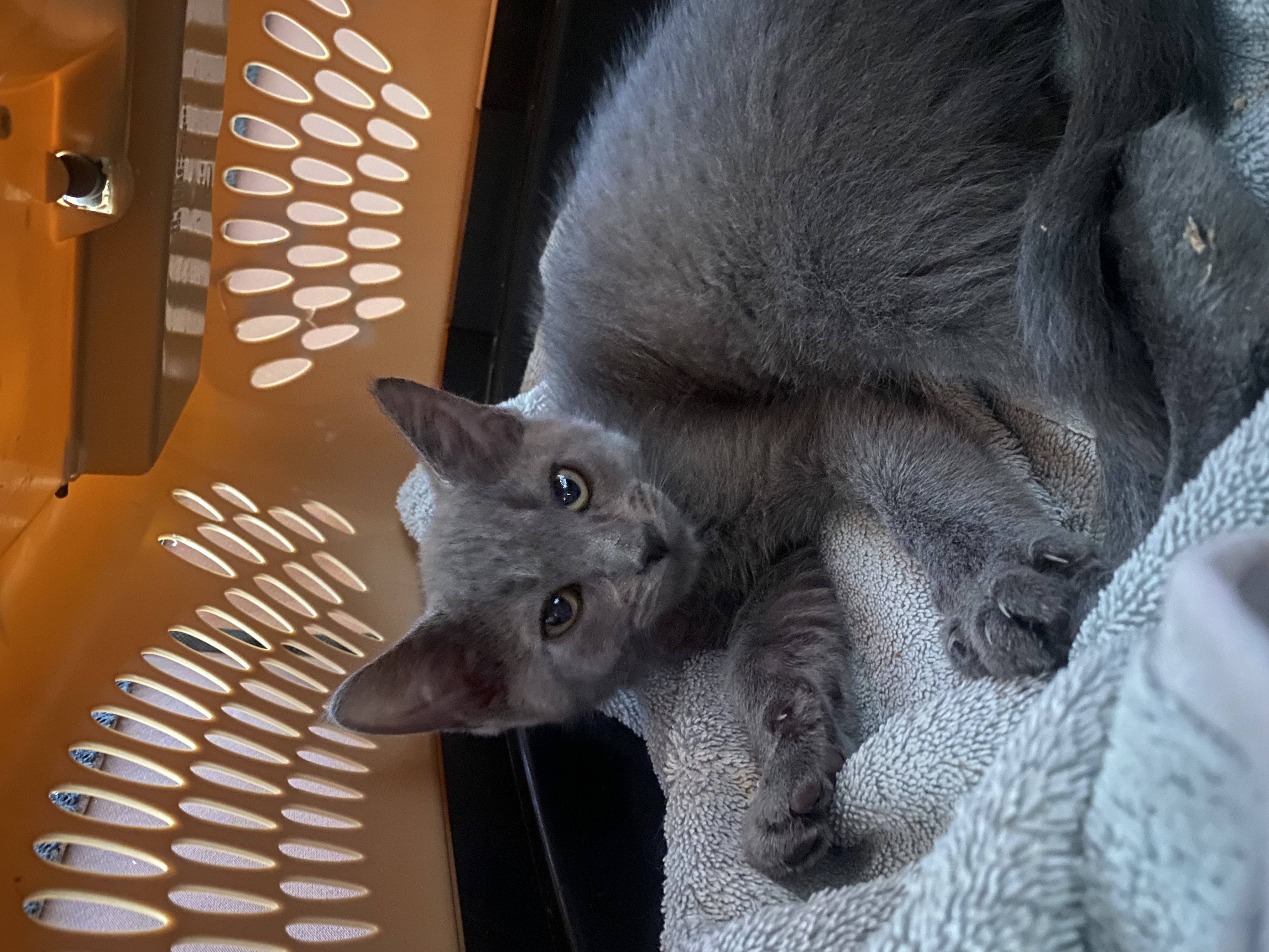 Picture of the Animal Listed